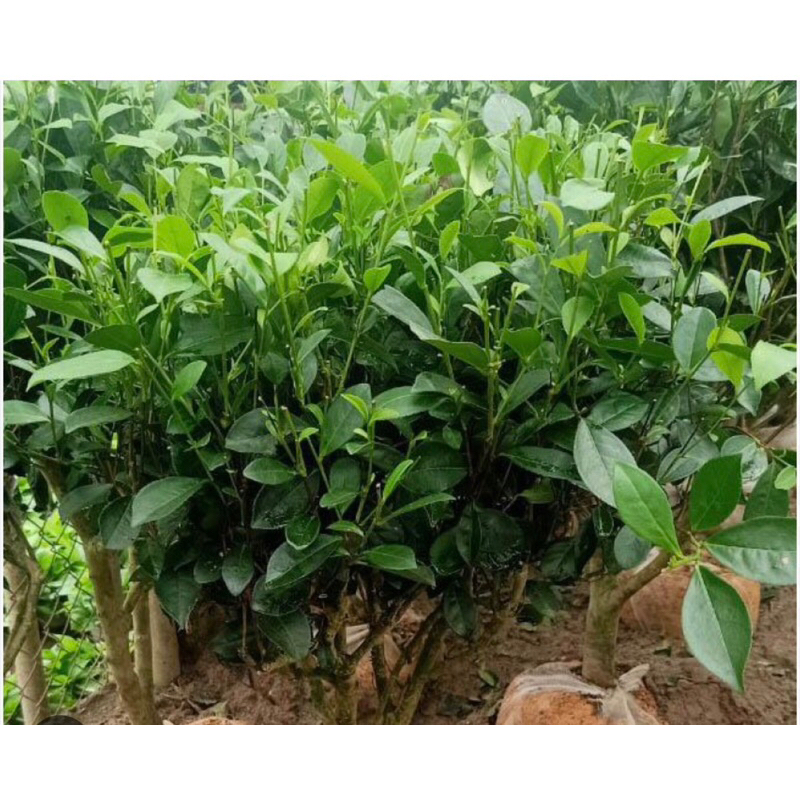 3 cây Trà  xanh cao 55cm.