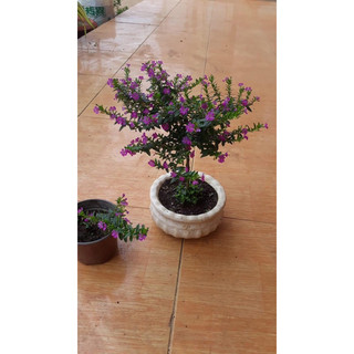 Bầu Cẩm tú mai