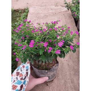 Bầu Cẩm tú mai