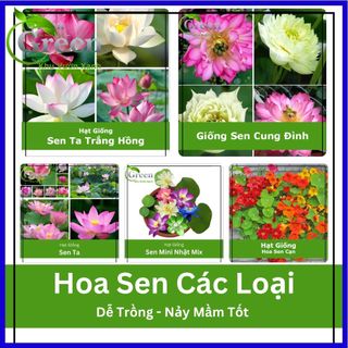 Hạt giống hoa sen nhiều loại dễ trồng, nảy mầm tốt