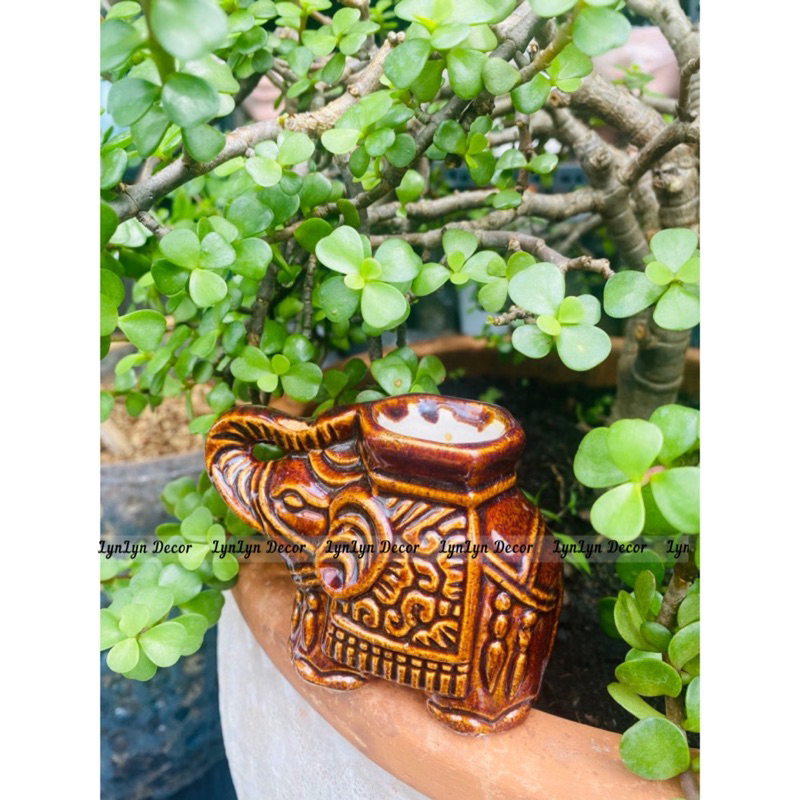 Voi Đựng Tăm Có 4 Màu