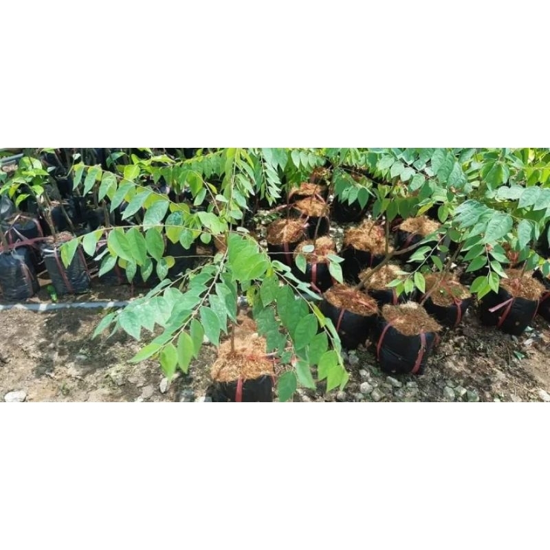 CÂY CHÙM RUỘT CHUA