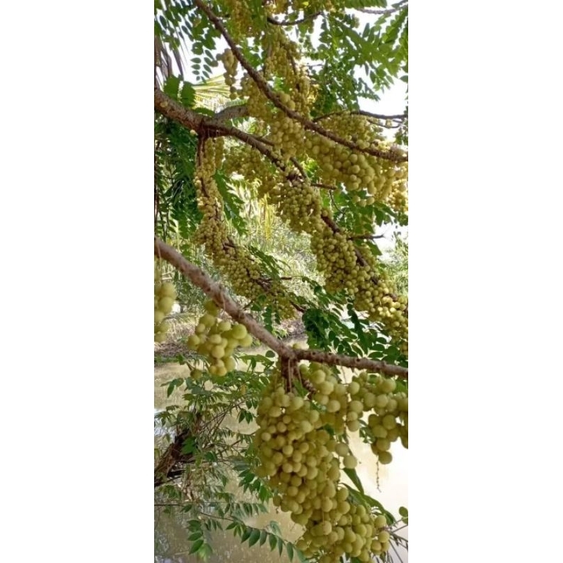 CÂY CHÙM RUỘT CHUA