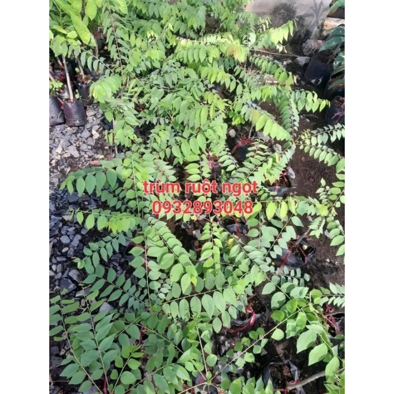 CÂY CHÙM RUỘT CHUA
