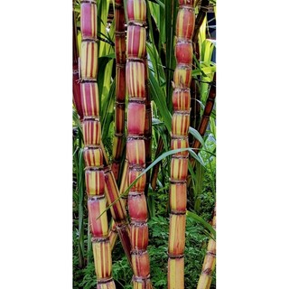 MiasọsđỏHawaii