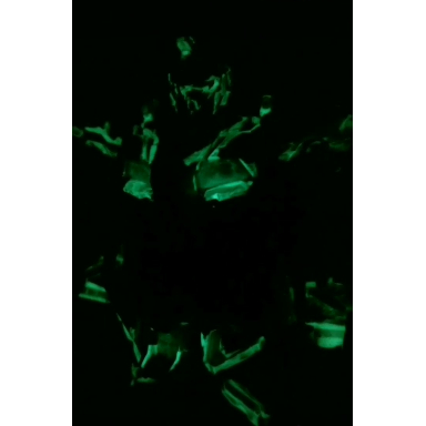 Sơn dạ quang phát sáng trong bóng tối mô hình TTA Gundam Tranfomer Kamen One piece Figure - Sơn Mô Hình - GundanGDC