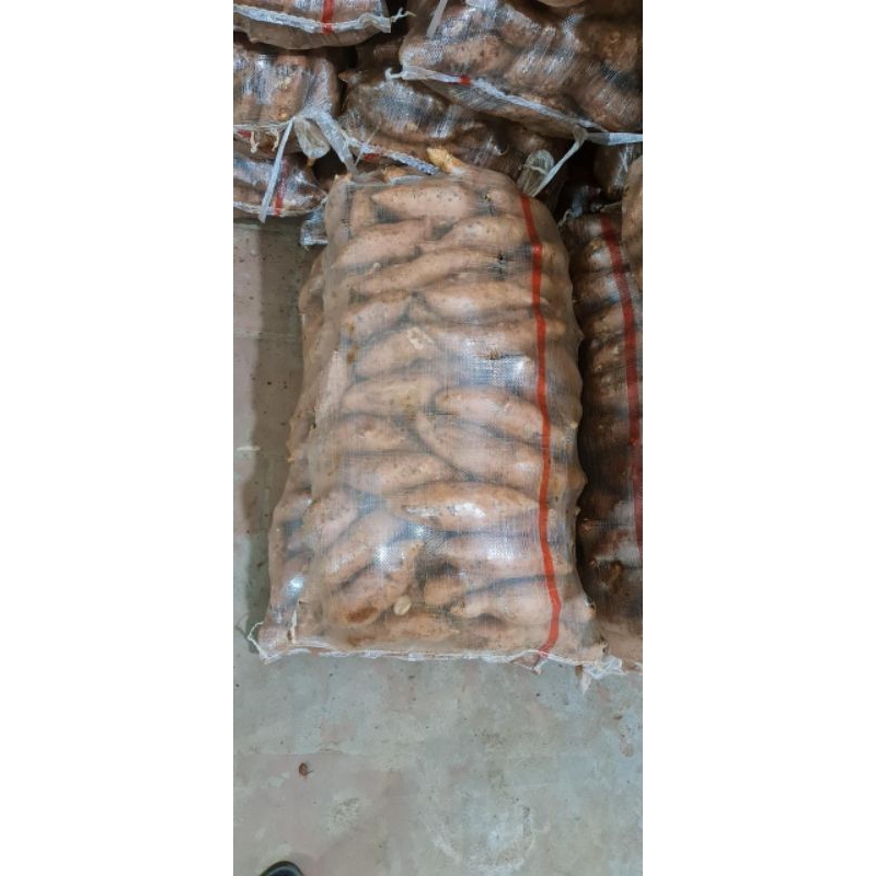 Khoai lang mật Lào Cai