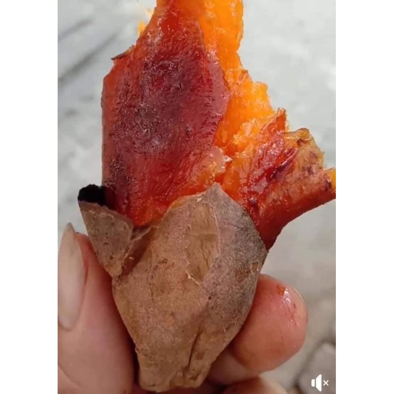 Khoai lang mật Lào Cai