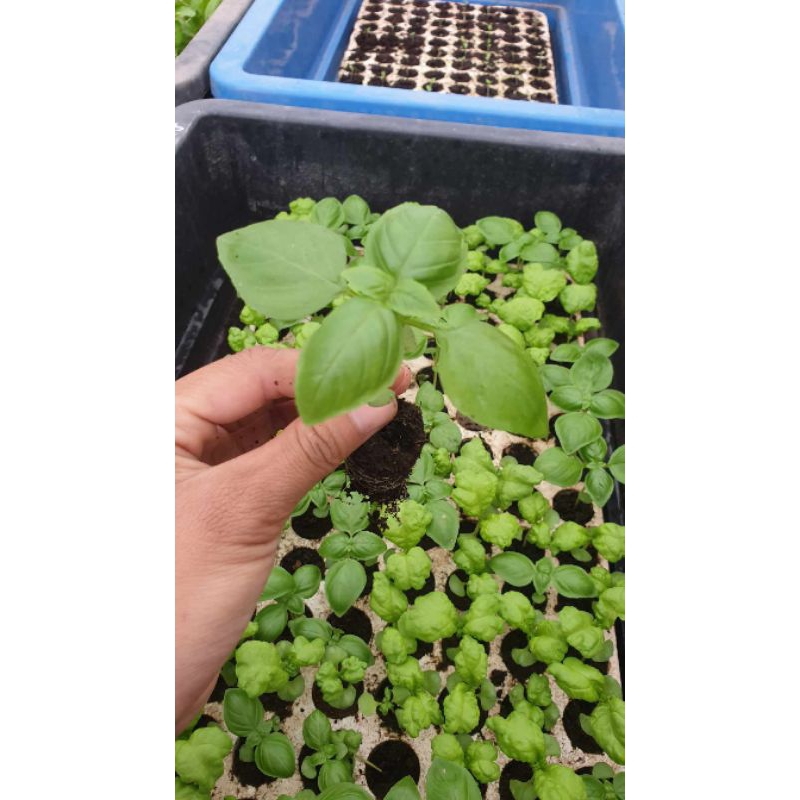 5 cây basil