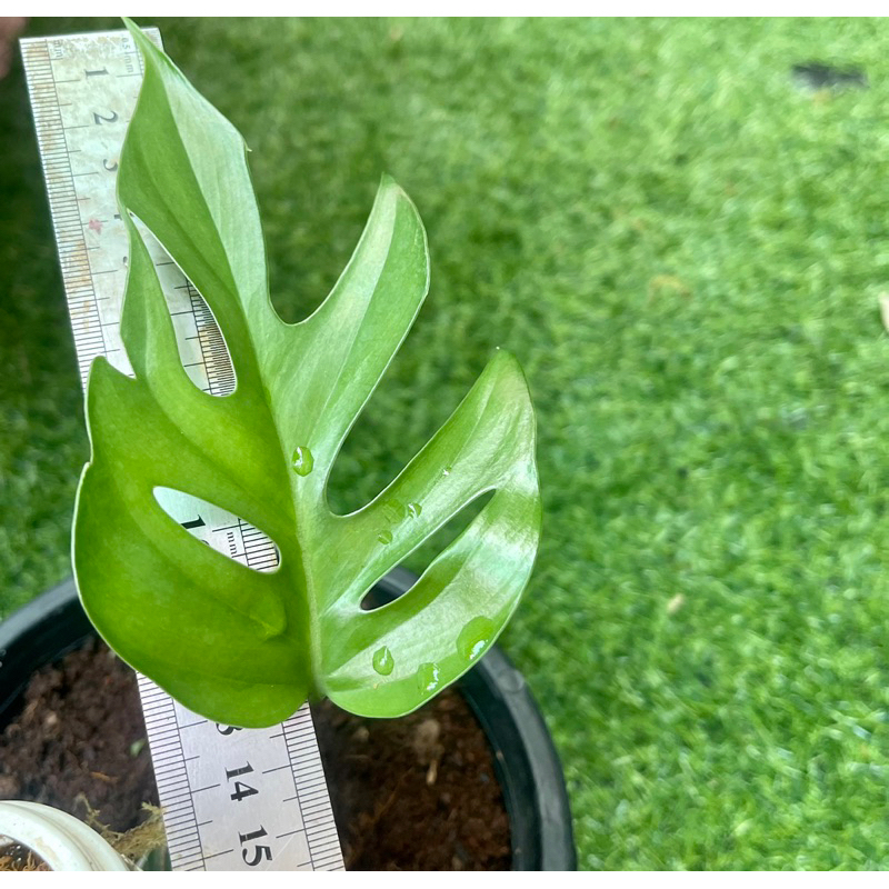 Cây trầu bà Rhapidophora tetrasperma sp Thailand