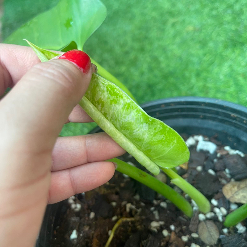 Cây Philodendron Giganteum var nhỏ