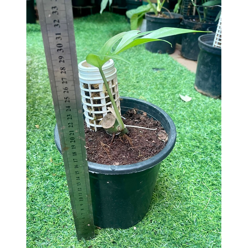 Cây trầu bà Rhapidophora tetrasperma sp Thailand