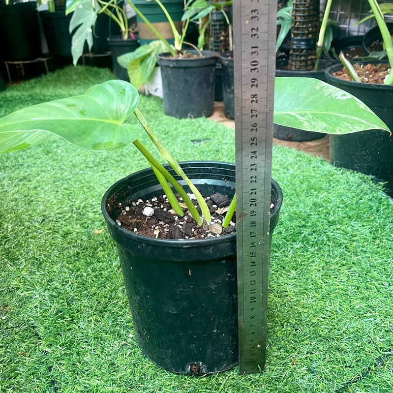 Cây Philodendron Giganteum var nhỏ