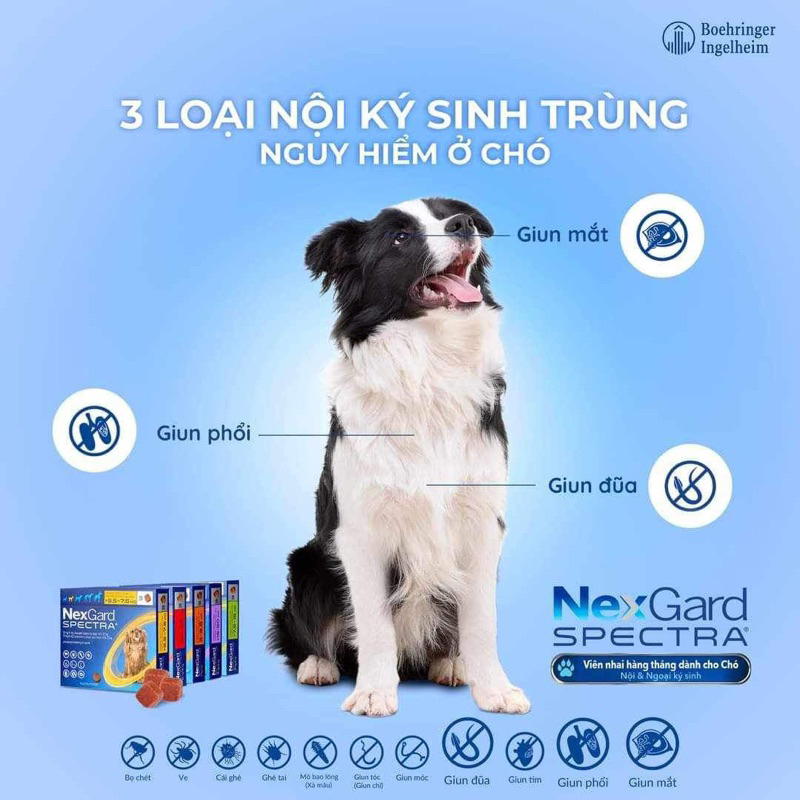 NexGard và NexGard Spectra - diệt Ve Rận Bọ Chét Ghẻ Demodex trên Chó