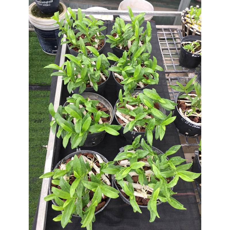 Lan phi điệp 5ct HO chậu như hình 10-13 ki dài từ 8-14cm rất khoẻ