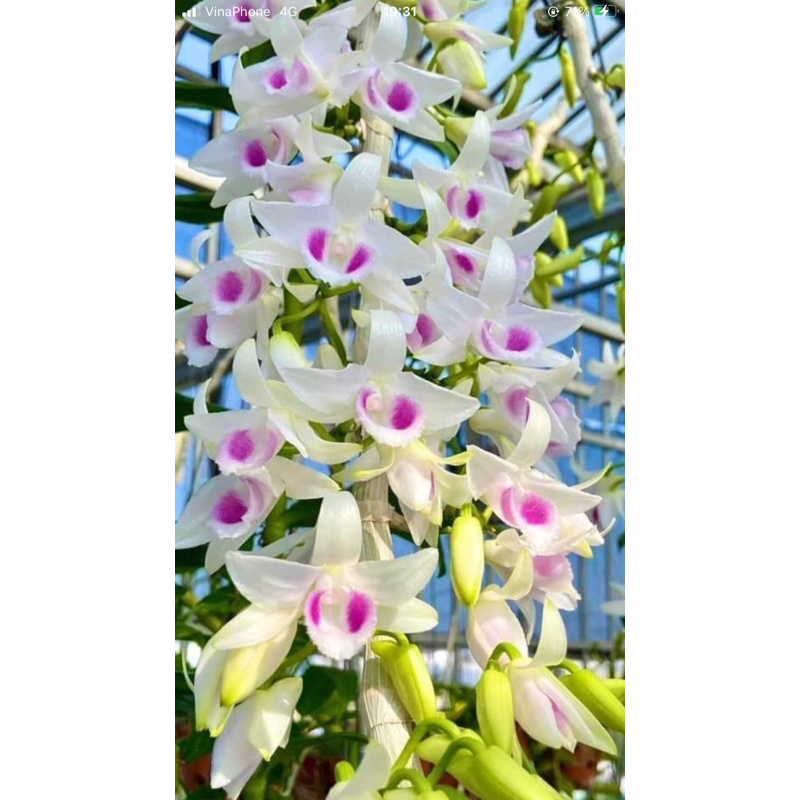 Lan phi điệp 5ct HO chậu như hình 10-13 ki dài từ 8-14cm rất khoẻ
