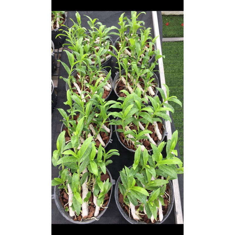 Lan phi điệp 5ct HO chậu như hình 10-13 ki dài từ 8-14cm rất khoẻ