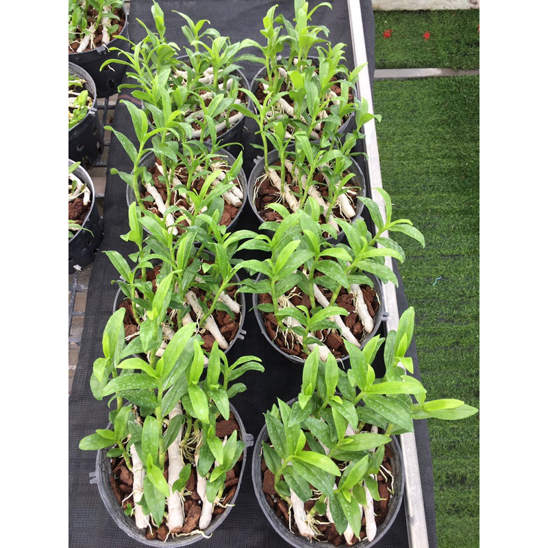 Lan phi điệp 5ct HO chậu như hình 10-13 ki dài từ 8-14cm rất khoẻ