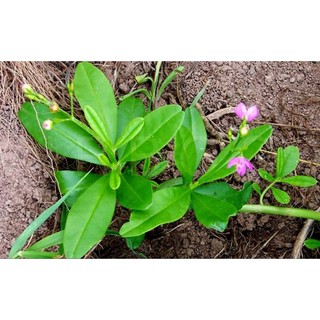 [Chỉ giao miền Nam] Cây sâm đất giống (5 cành giống, giâm là sống)