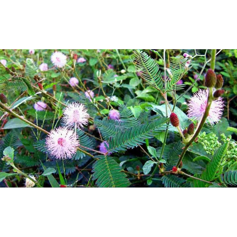 Cây mắc cỡ /trinh nữ tươi làm th.uốc(1kg, chỉ giao Miền Nam)
