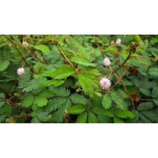 Cây mắc cỡ /trinh nữ tươi làm th.uốc(1kg, chỉ giao Miền Nam)