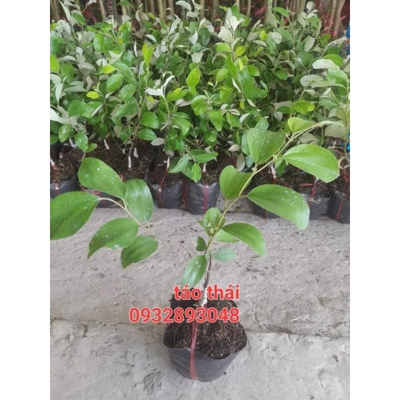 CÂY GIỐNG TÁO THÁI