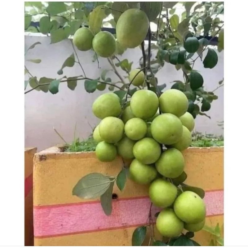 CÂY GIỐNG TÁO THÁI