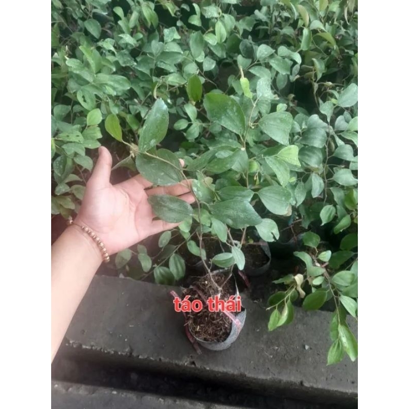 CÂY GIỐNG TÁO THÁI