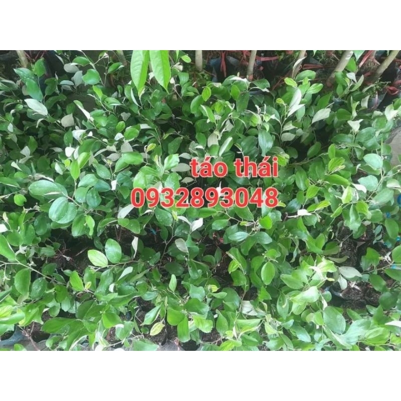 CÂY GIỐNG TÁO THÁI