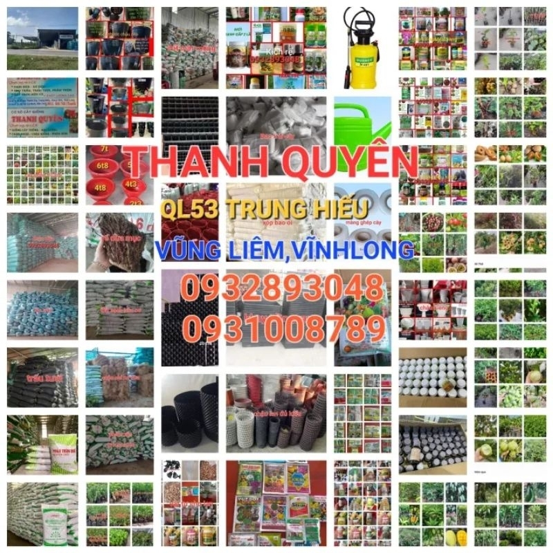 CÂY GIỐNG TÁO THÁI