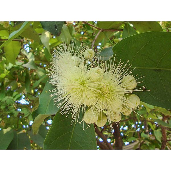 Siêu CANXI BO KẼM Phân bón lá chống rụng bông khô bông rụng trái bó trái sượng trái chai 500ml