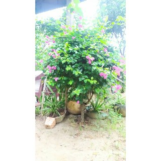 Gốc hoa giấy siêu to( bán cây như hình)