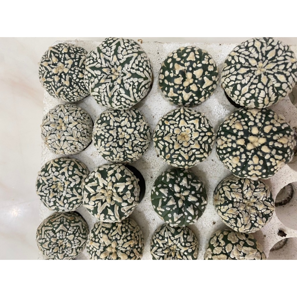 Xương Rồng Aster V , Aster vân đẹp hàng gieo hạt Thái, dành cho các bạn muốn sưu tầm.