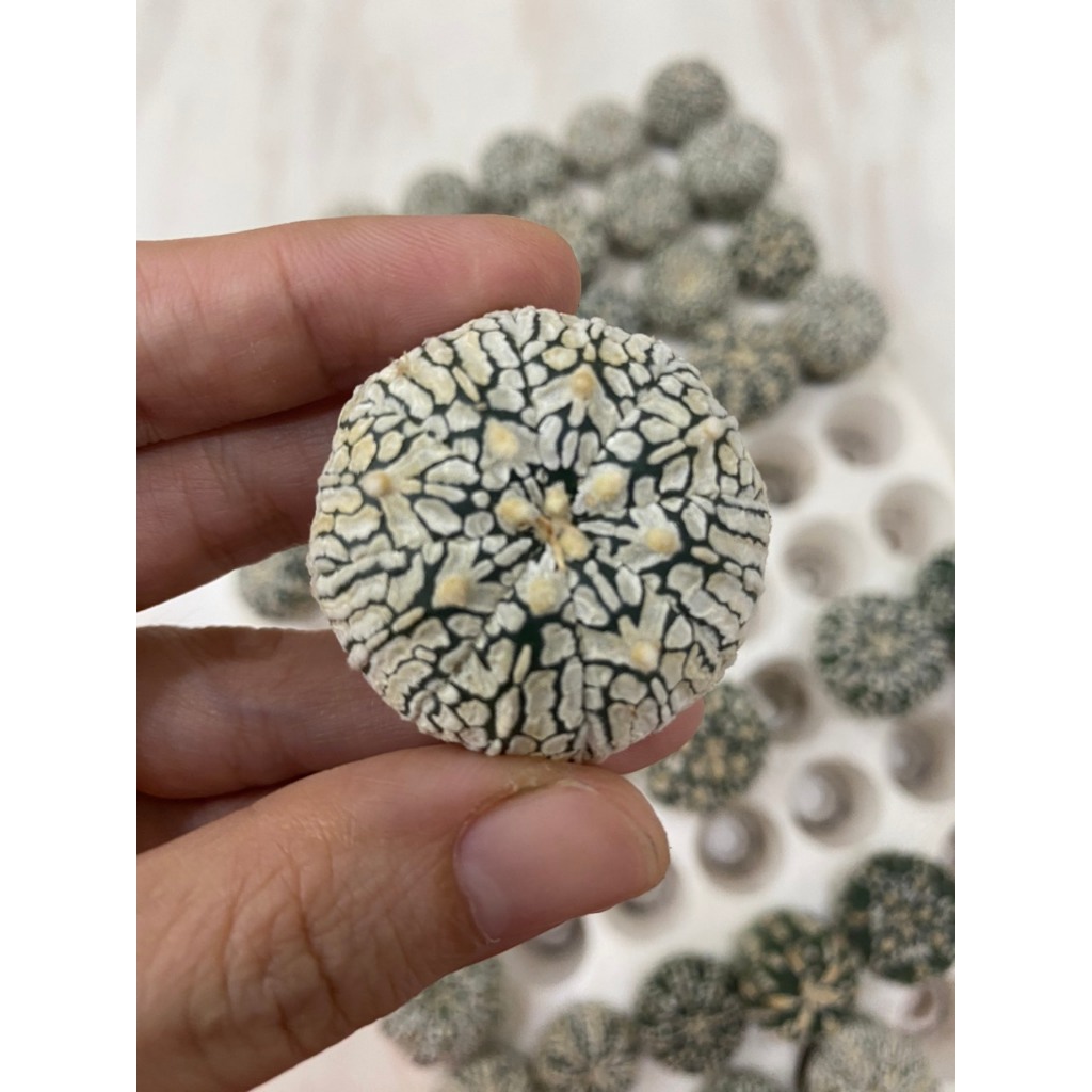 Xương Rồng Aster V , Aster vân đẹp hàng gieo hạt Thái, dành cho các bạn muốn sưu tầm.