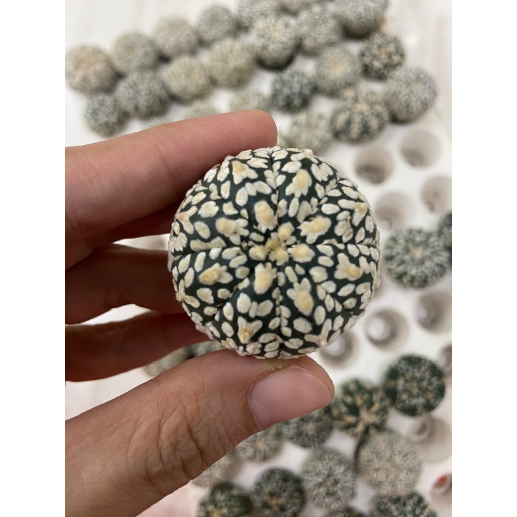 Xương Rồng Aster V , Aster vân đẹp hàng gieo hạt Thái, dành cho các bạn muốn sưu tầm.