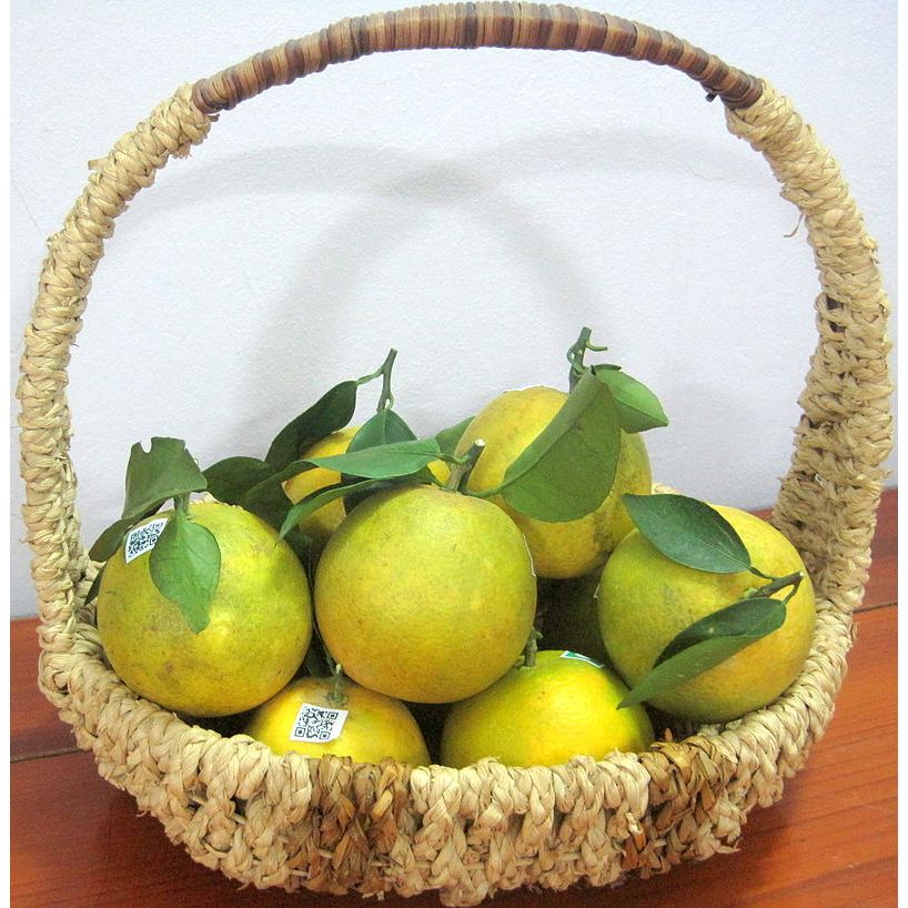 CÂY GIỐNG CAM VINH