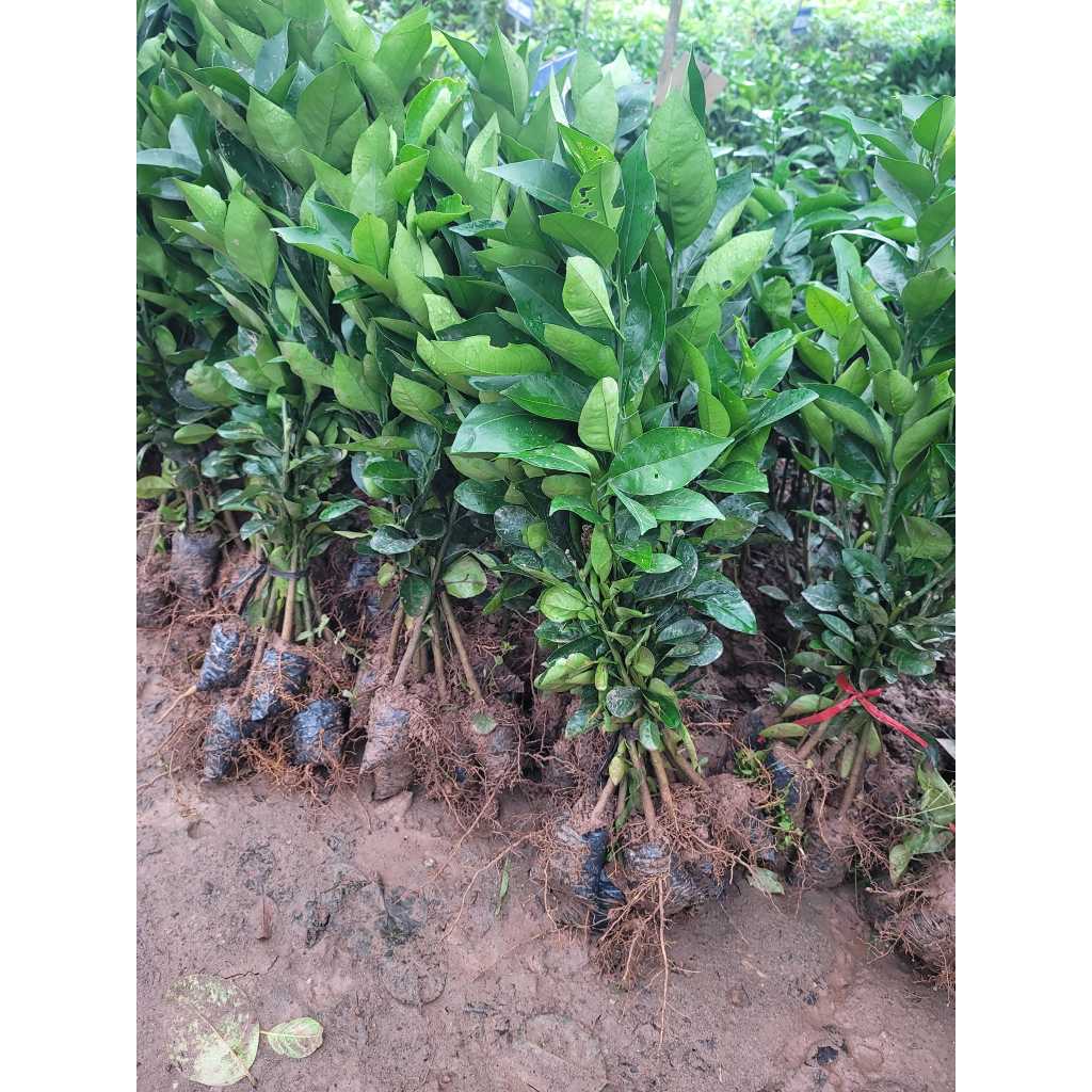 CÂY GIỐNG CAM VINH