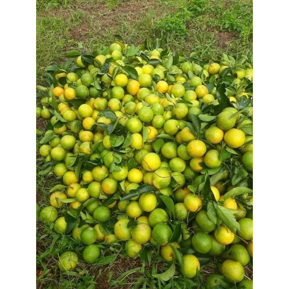 CÂY GIỐNG CAM VINH