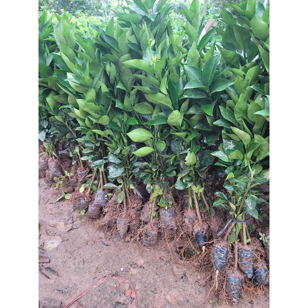 CÂY GIỐNG CAM VINH