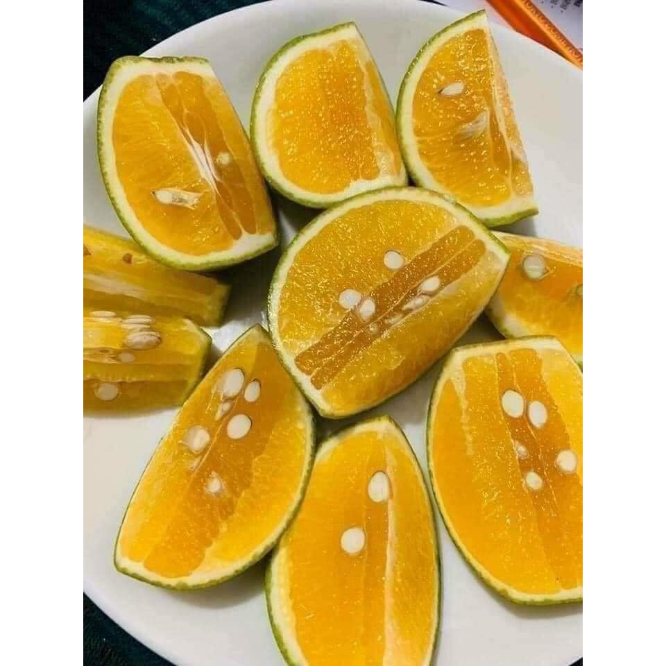 CÂY GIỐNG CAM VINH