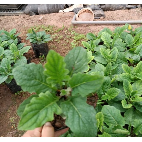 Hạt - Combo 3 chậu hoa đồng tiền lùn nhỡ sắp nụ, đồng tiền cao nhỡ cây giống