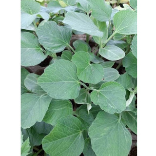Hạt giống - Cây giống Bầu siêu quả- Chỉ giao miền bắc - Cây bầu giống chỉ gửi hỏa tốc Hà Nội0