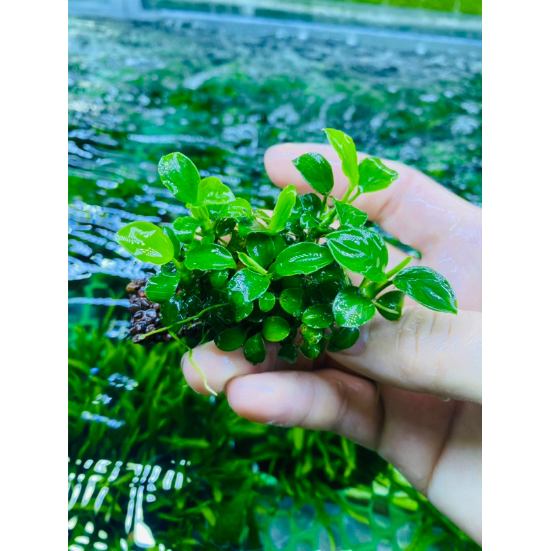 1 Ngọn Ráy nana pettit , Thái , Sing ….