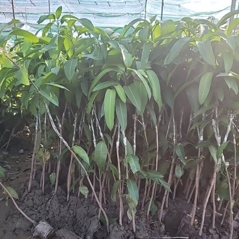 CÂY GIỐNG XOÀI TỨ QUÝ