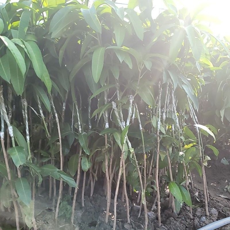 CÂY GIỐNG XOÀI TỨ QUÝ