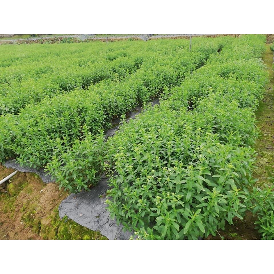 Trà Cỏ Ngọt Sấy Khô- Gói nhỏ 3g