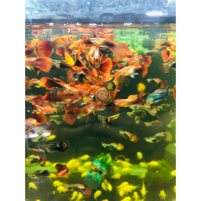 Thức ăn dính JBL Novo Tab cho cá cảnh thủy sinh