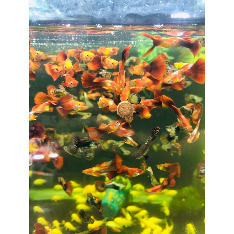 Thức ăn dính JBL Novo Tab cho cá cảnh thủy sinh