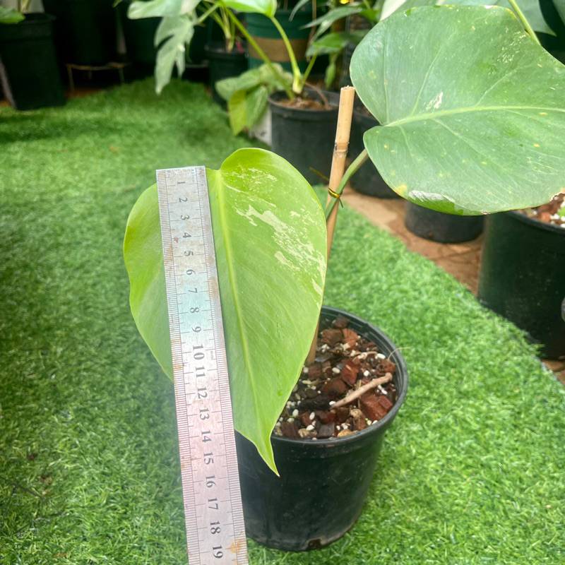 Cây Monstera Borsigiana Albo Variegated