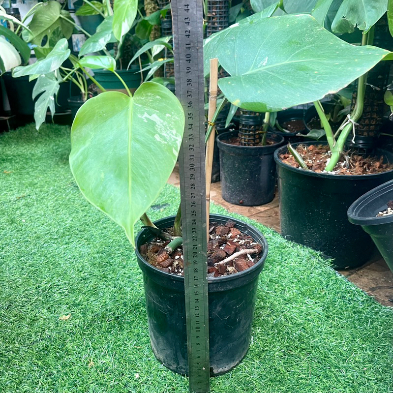 Cây Monstera Borsigiana Albo Variegated